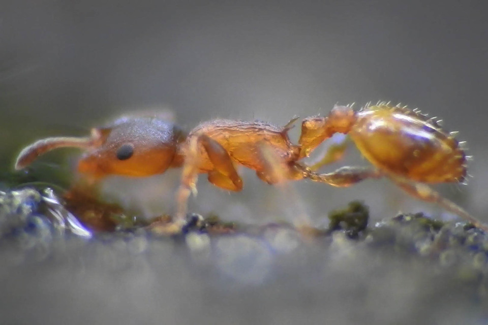 Temnothorax affinis - erdei kéreghangya