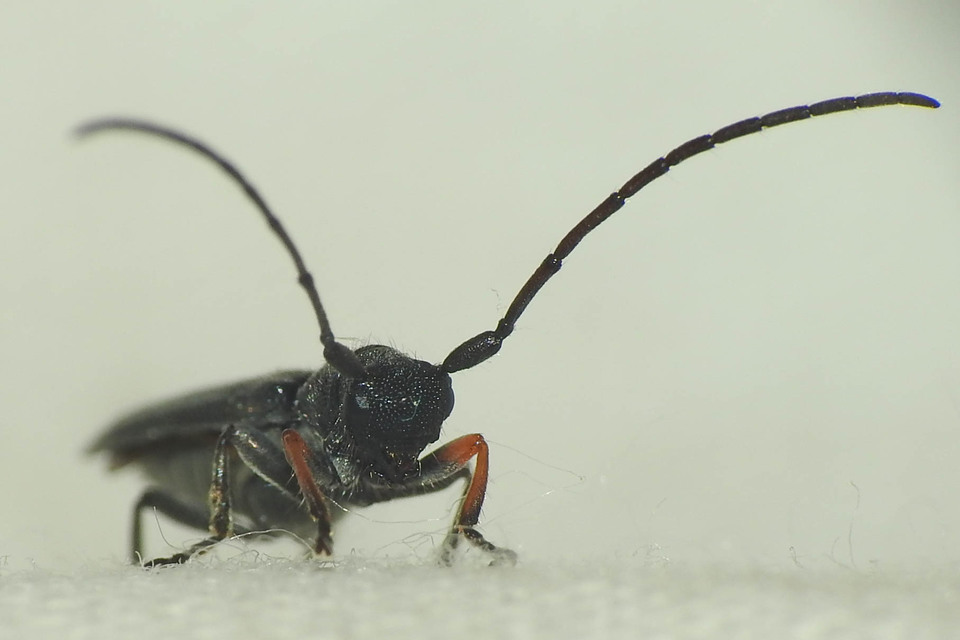 Phytoecia cylindrica - medvelapucincér