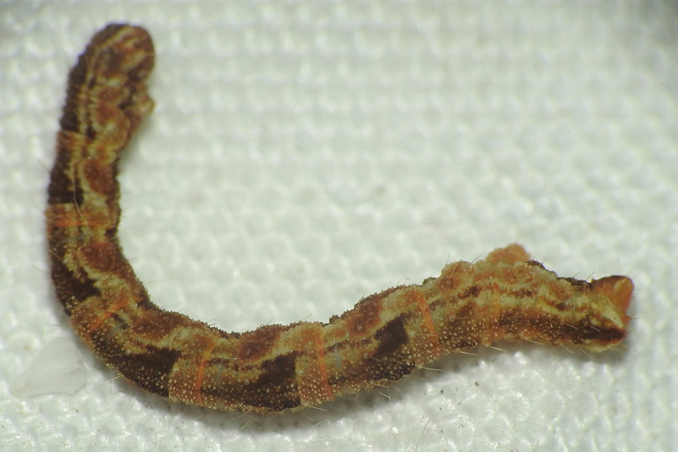 Eupithecia dodoneata - tölgy-törpearaszoló