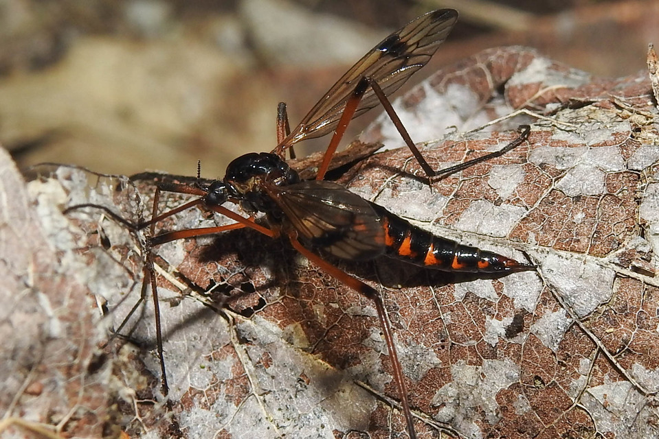 Dictenidia bimaculata