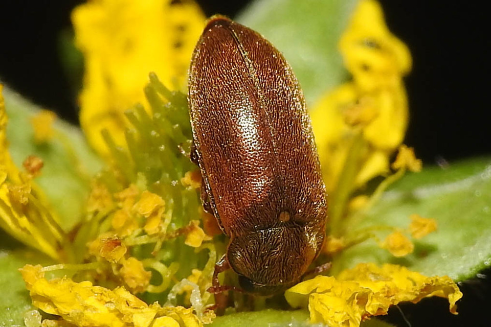 Byturus ochraceus - gyömbérgyökérbogár