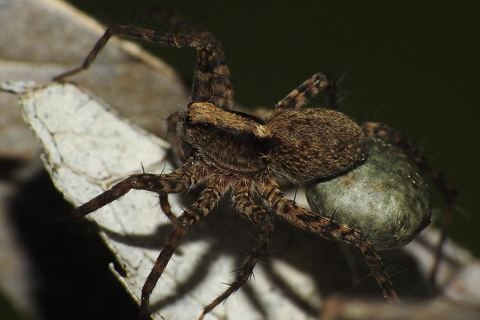 Pardosa alacris/lugubris