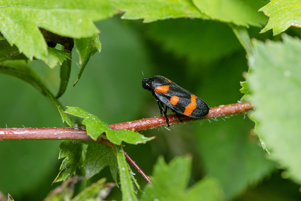 Cercopis arcuata/sanguinolenta