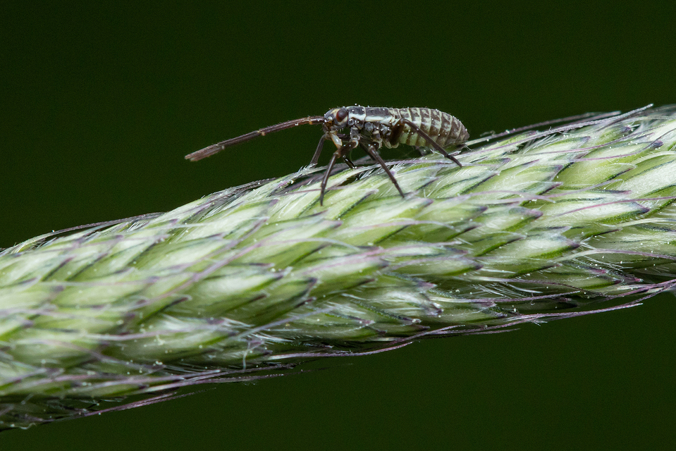 Leptopterna