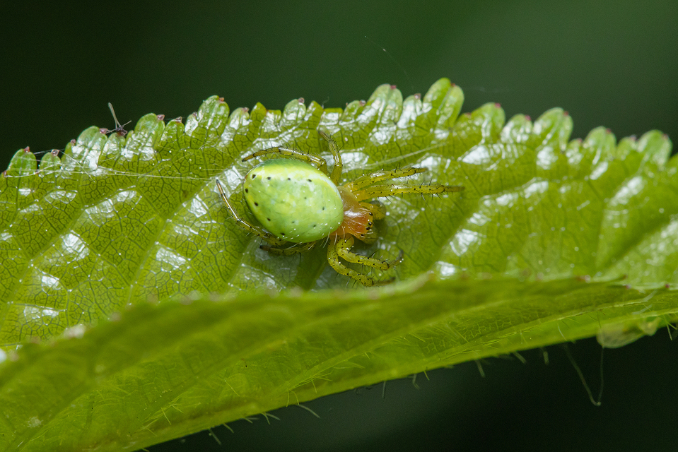 Araniella