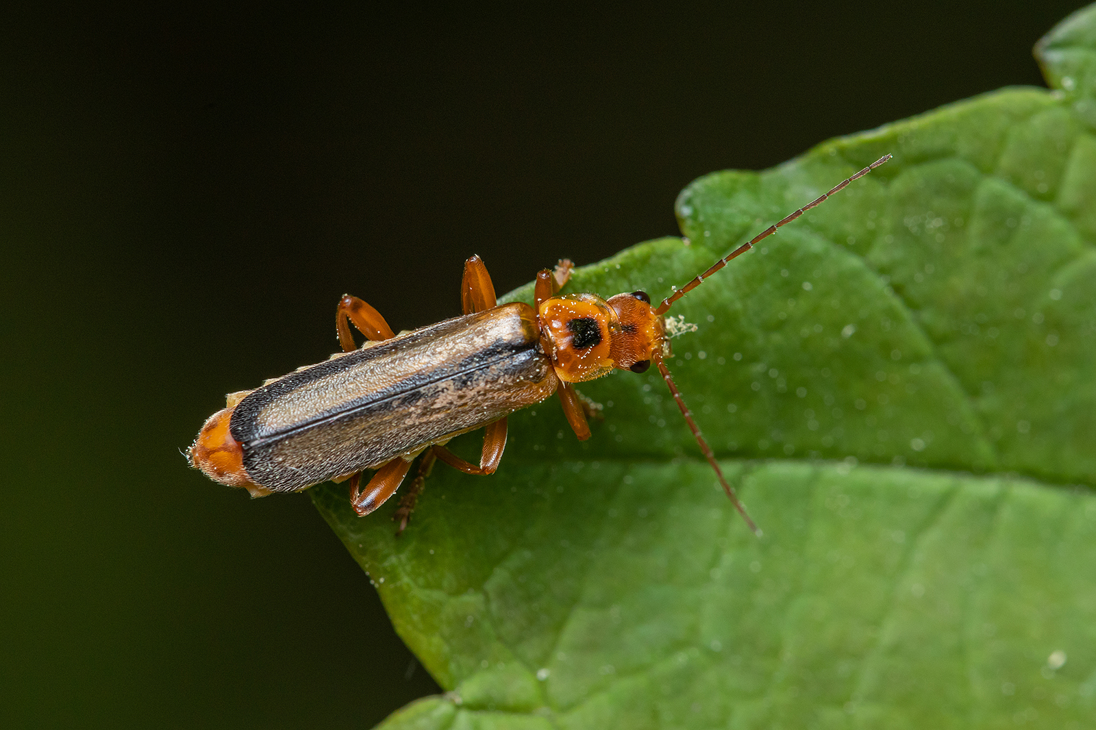 Metacantharis discoidea - fenyves-lágybogár