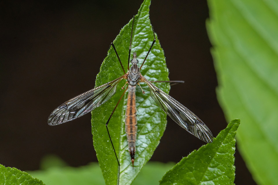 Tipula vernalis