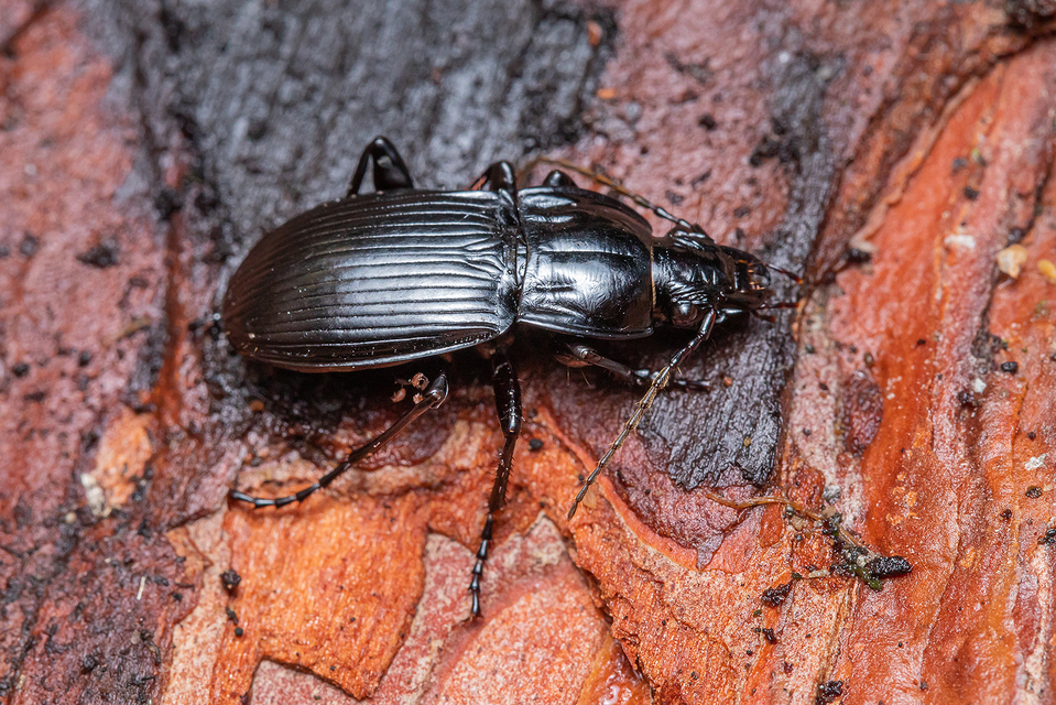 Abax parallelepipedus - félbordás szélesfutó