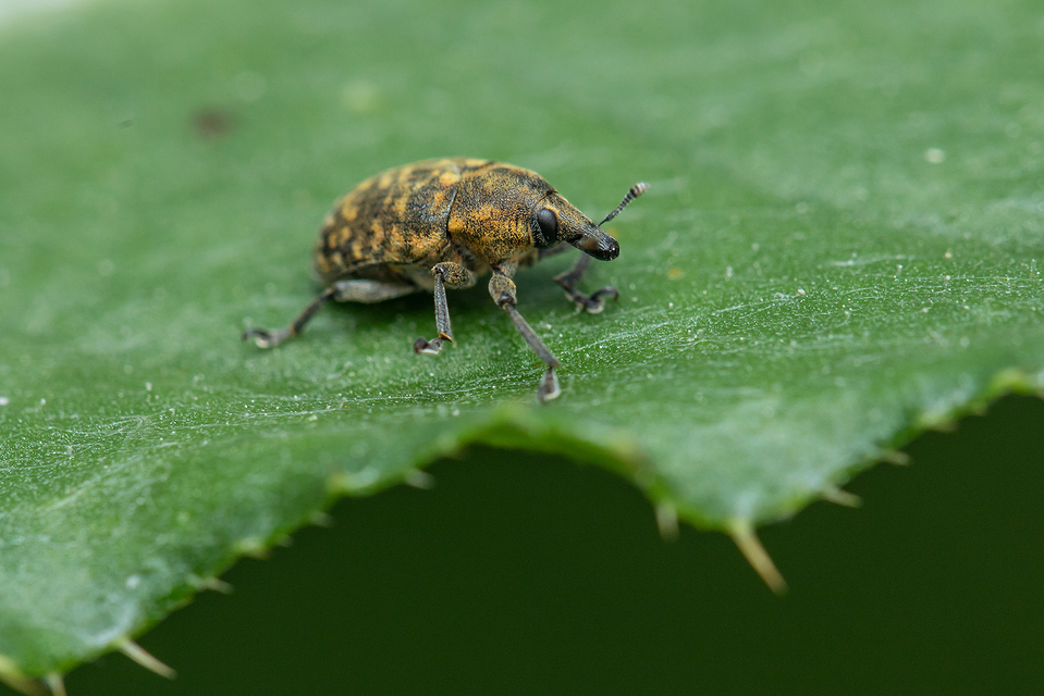 Larinus turbinatus - kúposorrú púderbarkó