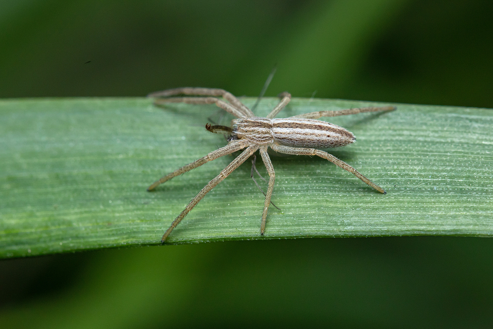 Tibellus