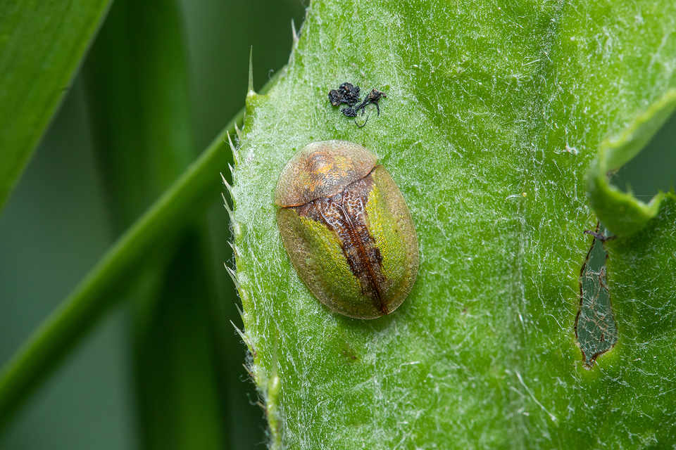 Cassida vibex - szőrös pajzsbogár