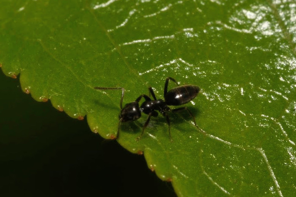 Tapinoma