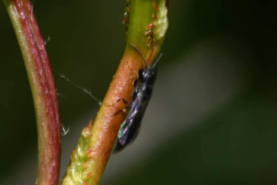 Pemphredonidae