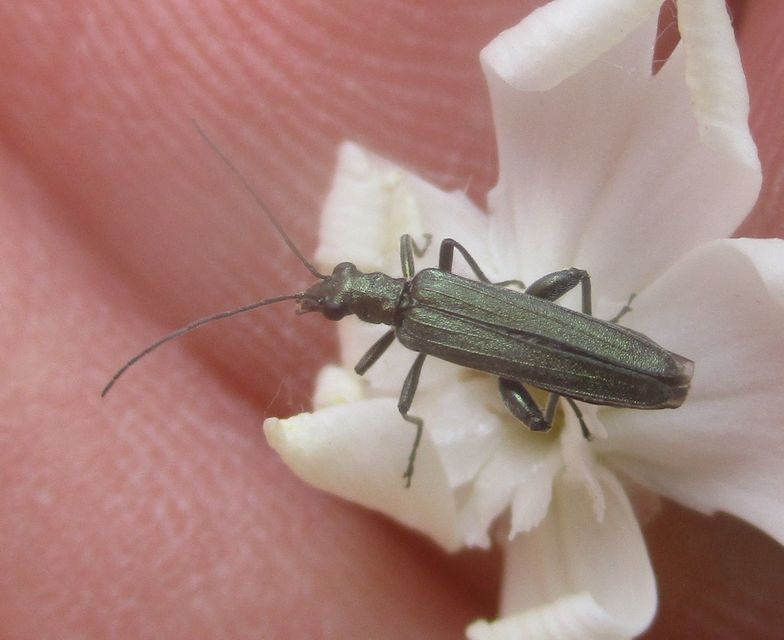 Oedemera virescens - zöldes álcincér