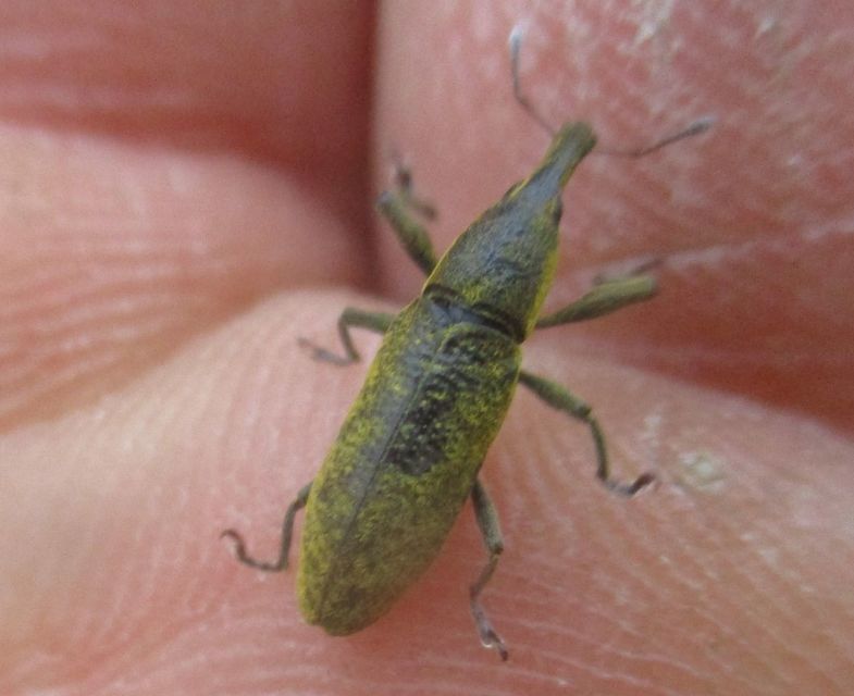 Lixus pulverulentus - mályvafúró dudvabarkó