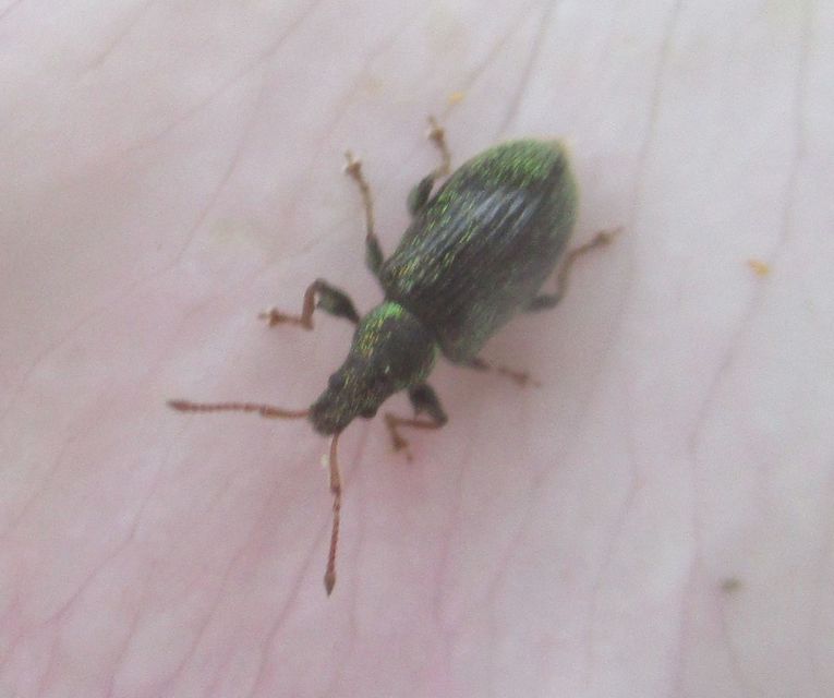 Phyllobius betulinus - változékony levélormányos