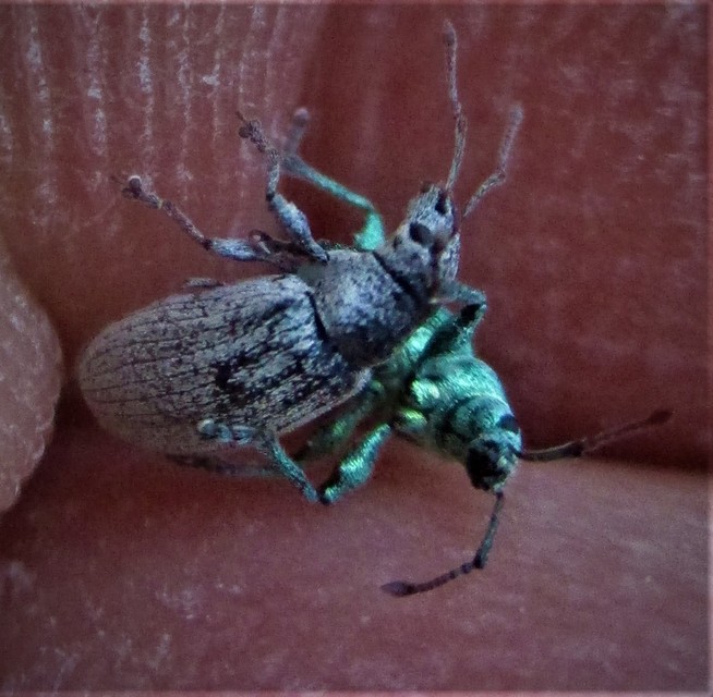 Phyllobius thalassinus - tömpeorrú levélormányos
