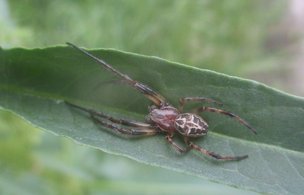Larinioides cornutus - nádi keresztespók
