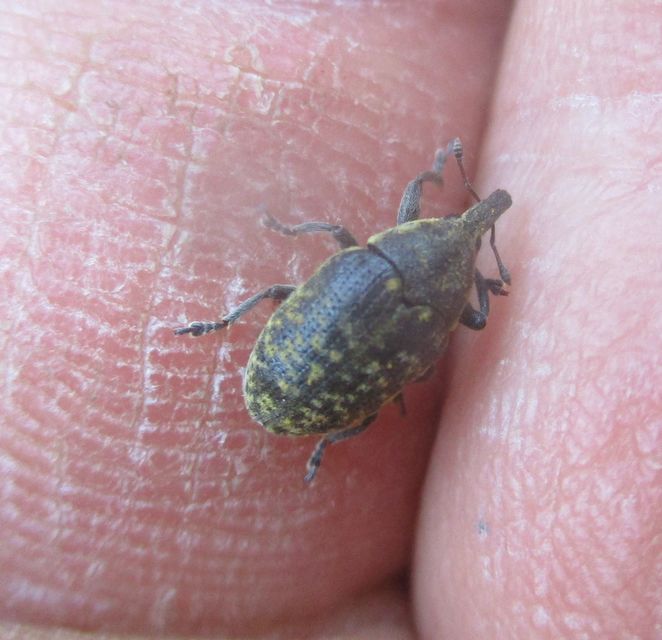 Larinus turbinatus - kúposorrú púderbarkó
