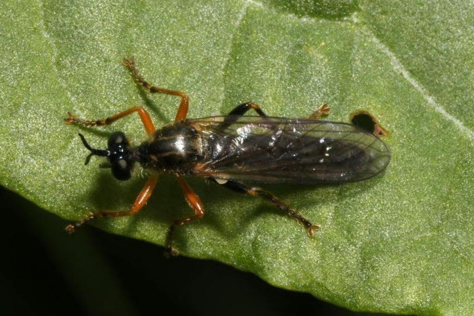 Dioctria rufipes