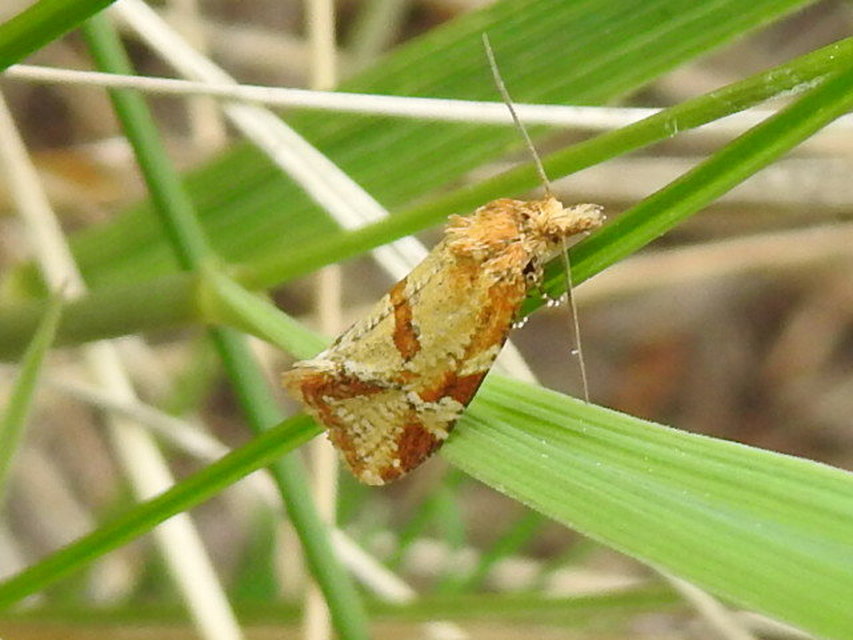 Aethes hartmanniana - ördögszem-fúrómoly