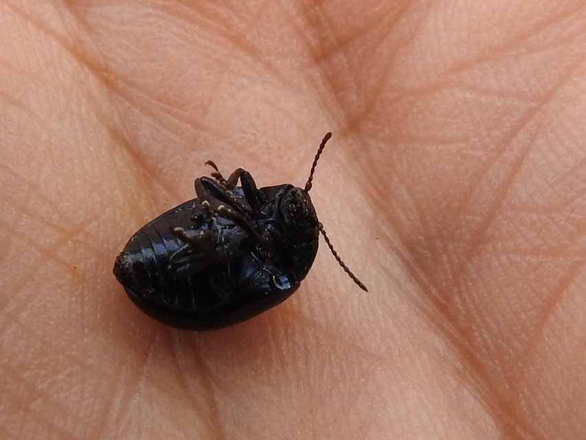 Chrysolina haemoptera - mezei levélbogár