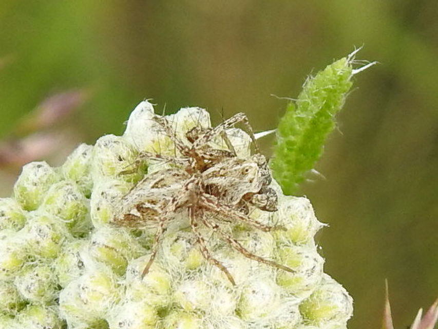 Oxyopes heterophthalmus - homoki hiúzpók