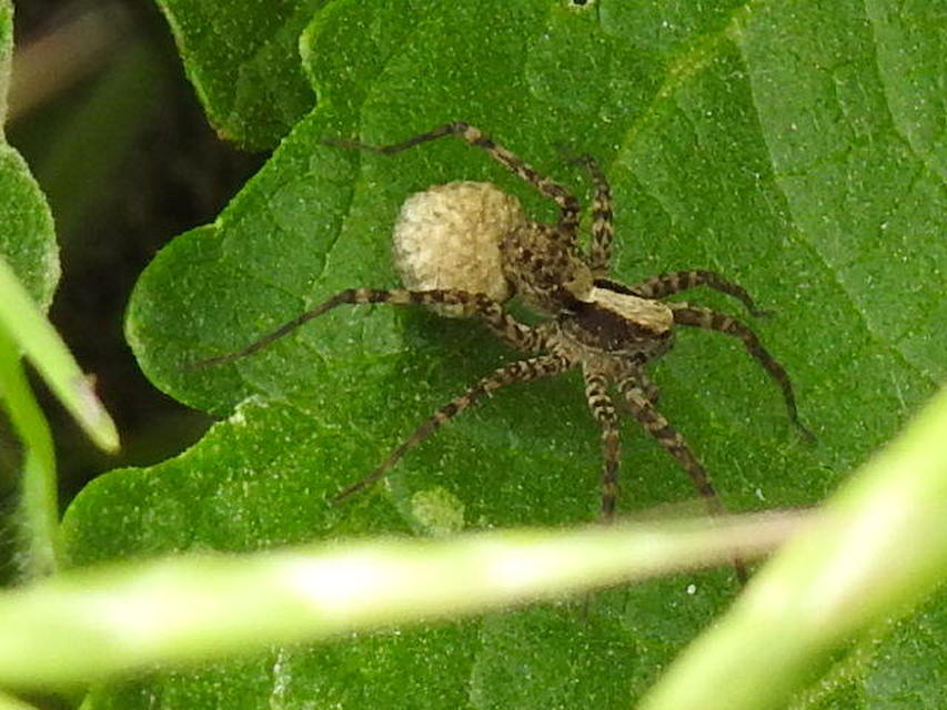Pardosa alacris/lugubris