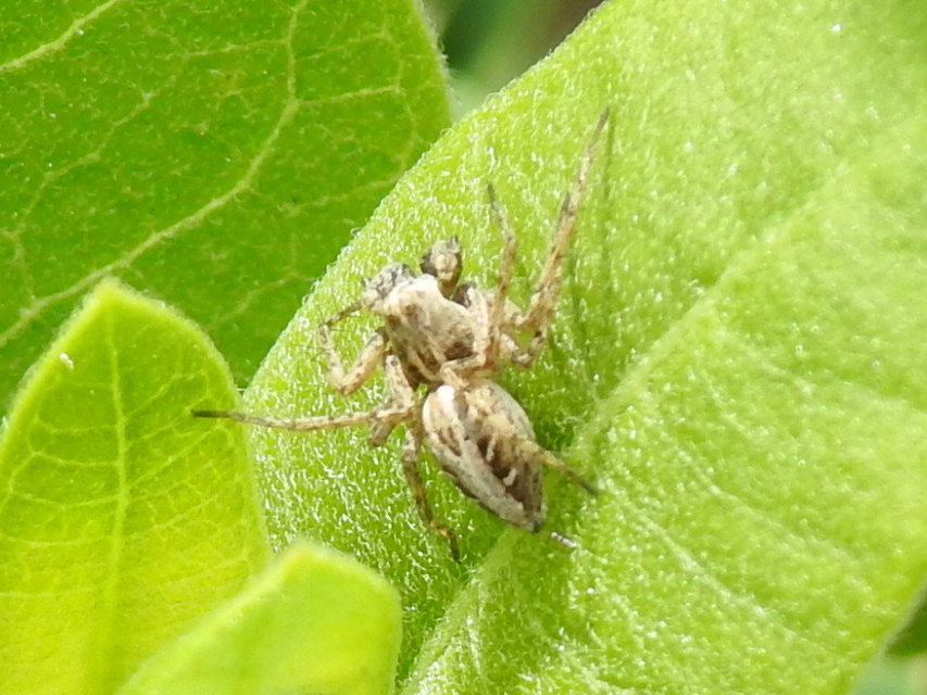 Oxyopes heterophthalmus - homoki hiúzpók