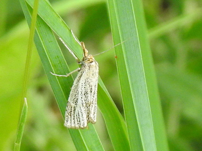 Thisanotia chrysonuchella - tavaszi fűgyökérmoly