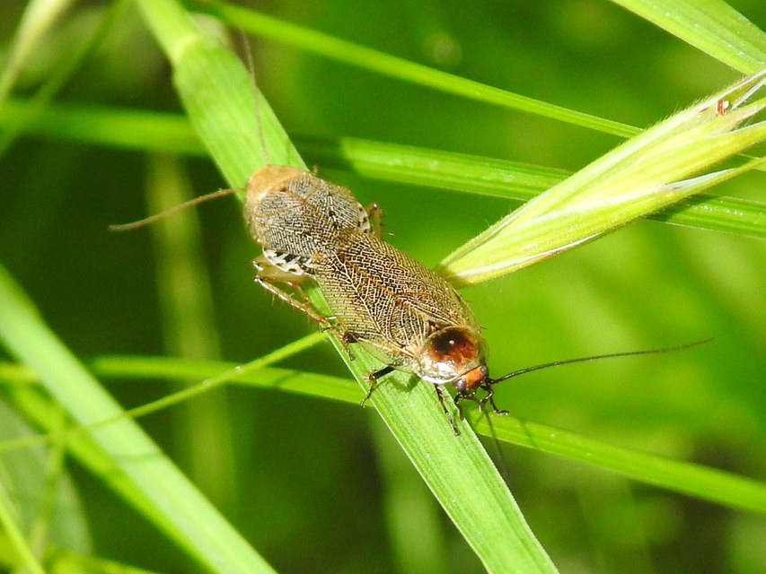 Ectobius erythronotus - sárgatorú erdeicsótány