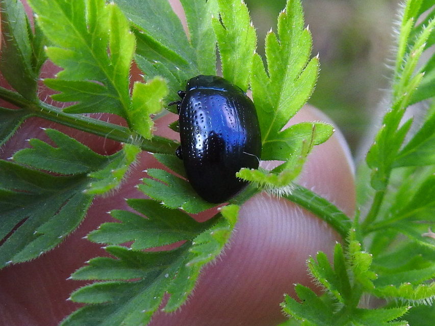 Chrysolina oricalcia - bronzos levélbogár