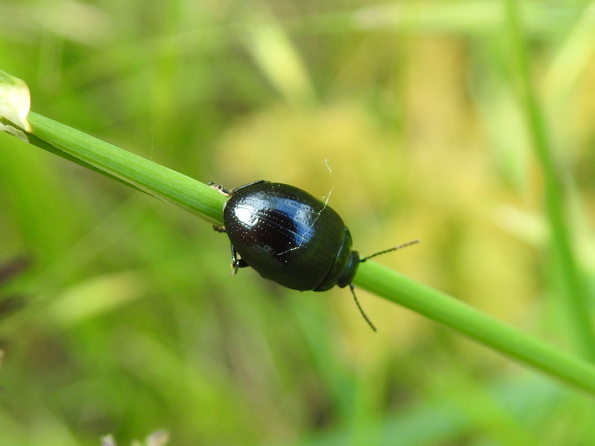 Chrysolina oricalcia - bronzos levélbogár