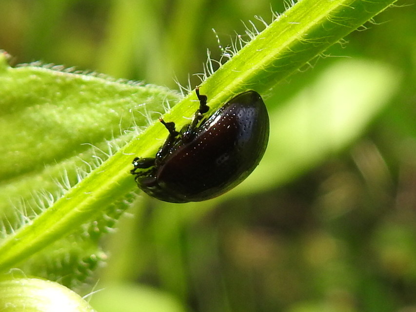 Chrysolina oricalcia - bronzos levélbogár
