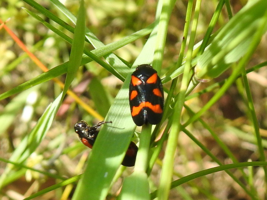 Cercopis