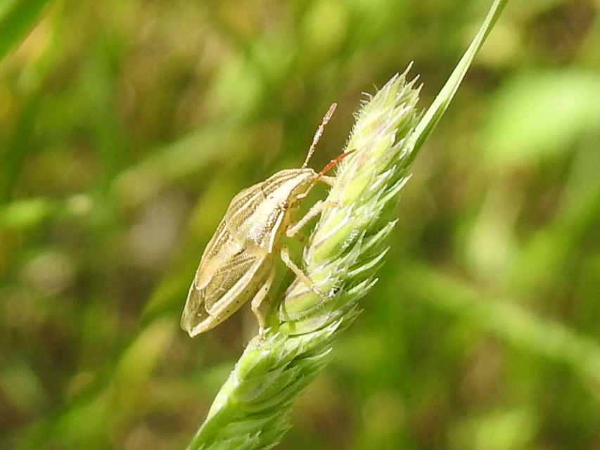 Aelia acuminata - közönséges szipolypoloska Aelia acuminata - közönséges szipolypoloska