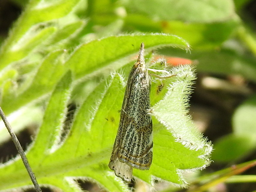 Thisanotia chrysonuchella - tavaszi fűgyökérmoly