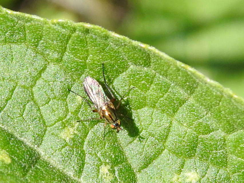Dolichopodidae - szúnyoglábú legyek