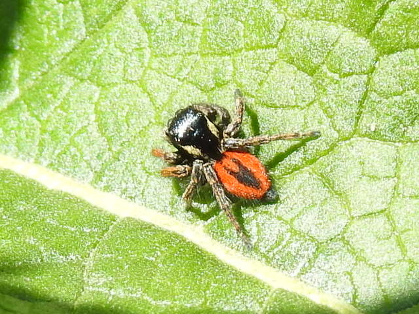 Philaeus chrysops - piros ugrópók