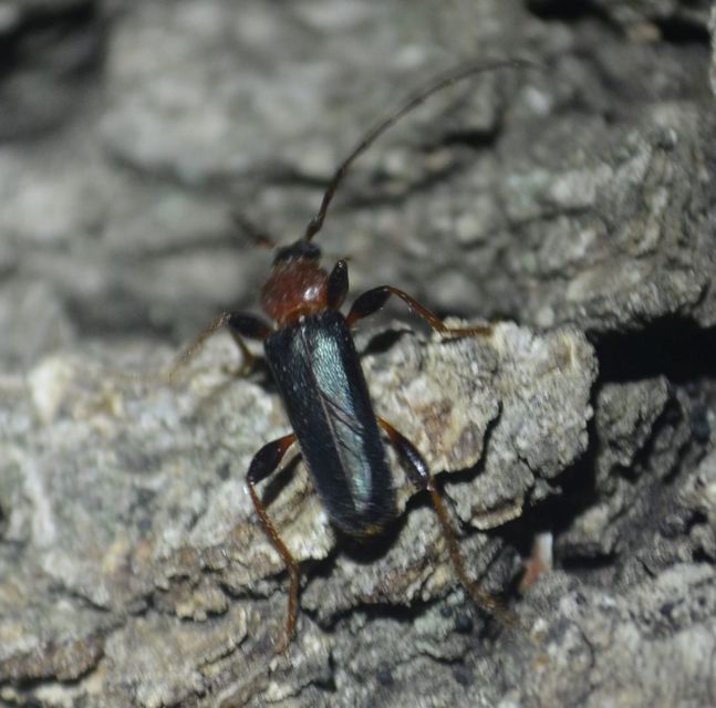 Phymatodes testaceus - változékony korongcincér Phymatodes testaceus - változékony korongcincér