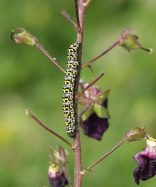 Shargacucullia gozmanyi/scrophulariae/verbasci