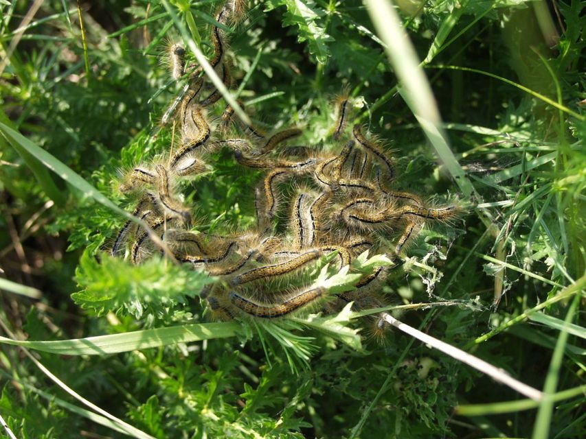 Malacosoma castrensis - kutyatejszövő