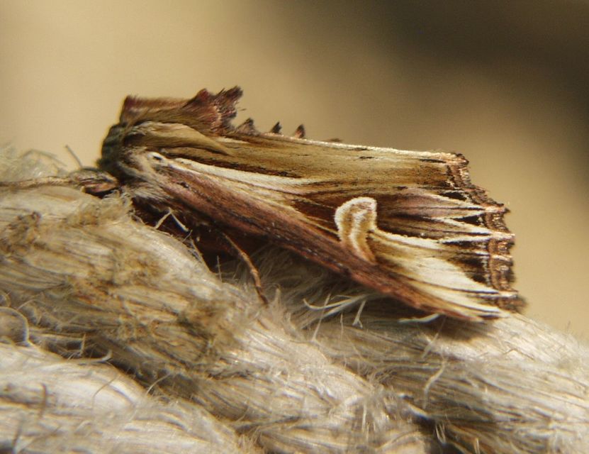 Actinotia polyodon - nagy sugarasbagoly