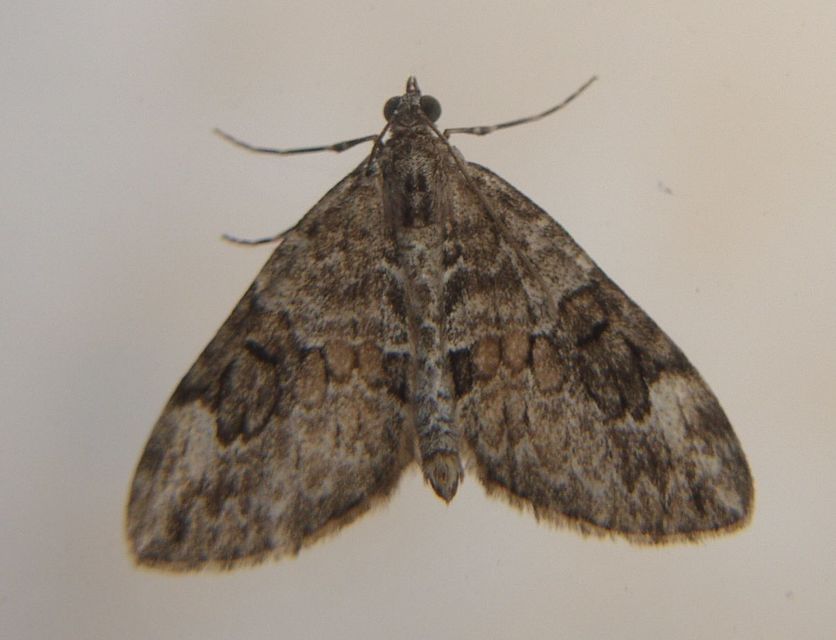 Thera variata/britannica