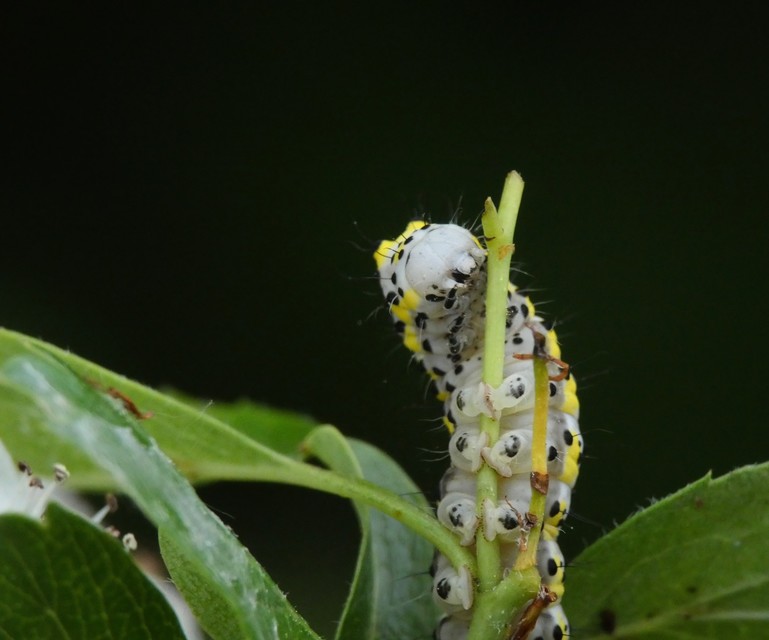 Diloba caeruleocephala - őszi kékesbagoly