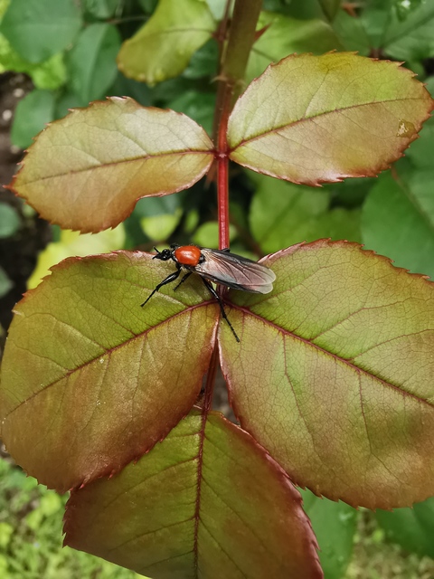 Bibionidae - bársonylegyek