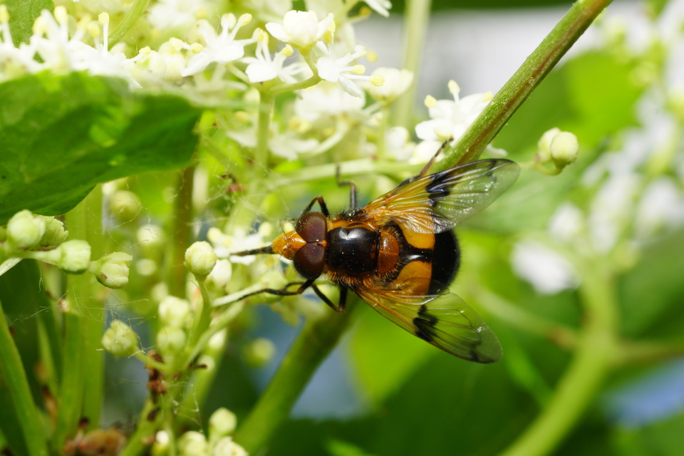 Volucella inflata - kis pihelégy