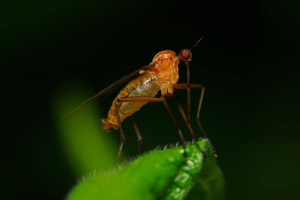 Empis