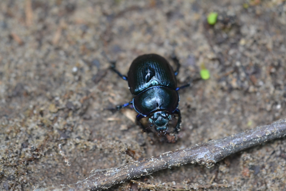 Anoplotrupes stercorosus - erdei álganéjtúró