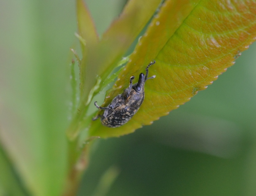 Larinus turbinatus - kúposorrú púderbarkó